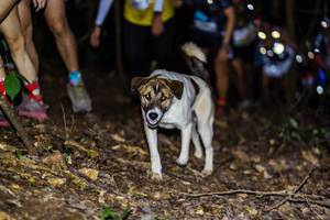 BIB: 
                            <button type="button" onclick="openModal(19038976)" class="btn btn-primary btn-sm float-right btn-popup" data-toggle="modal" data-target=".modal-high-quality">
                        <i class="fas fa-shopping-cart"></i> Add to Cart
                    </button>
                                            <button type="button" onclick="isThisMe(19038976, true)" class="btn btn-success btn-sm float-right btn-popup btn-isme hidden" data-toggle="tooltip" data-placement="bottom" title="นี่คือรูปของคุณใช่ไหม คลิกที่นี่เพื่อเอาเข้าอัลบั้ม">
                        <i class="fas fa-plus"></i> Add to album
                    </button>
                    <button type="button" onclick="isThisMe(19038976, false)" class="btn btn-warning btn-sm float-right btn-popup btn-isnotme hidden">
                        <i class="fas fa-ban"></i> Remove from album
                    </button>